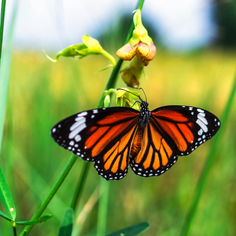 motyl_04