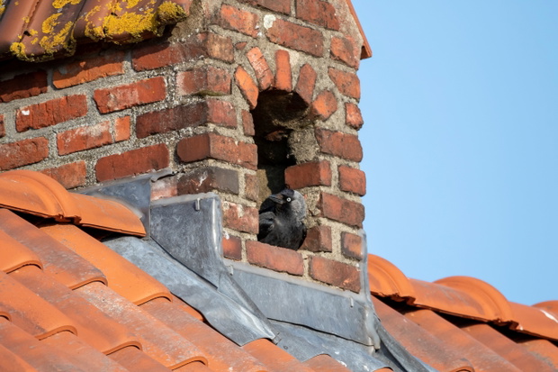 Gniazdująca kawka w kominie domu