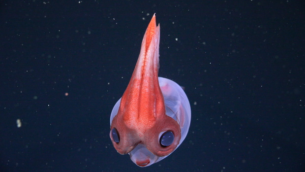 FKt251206-S0884-20251223T010330Z-0-scicam-GlassSquid_1