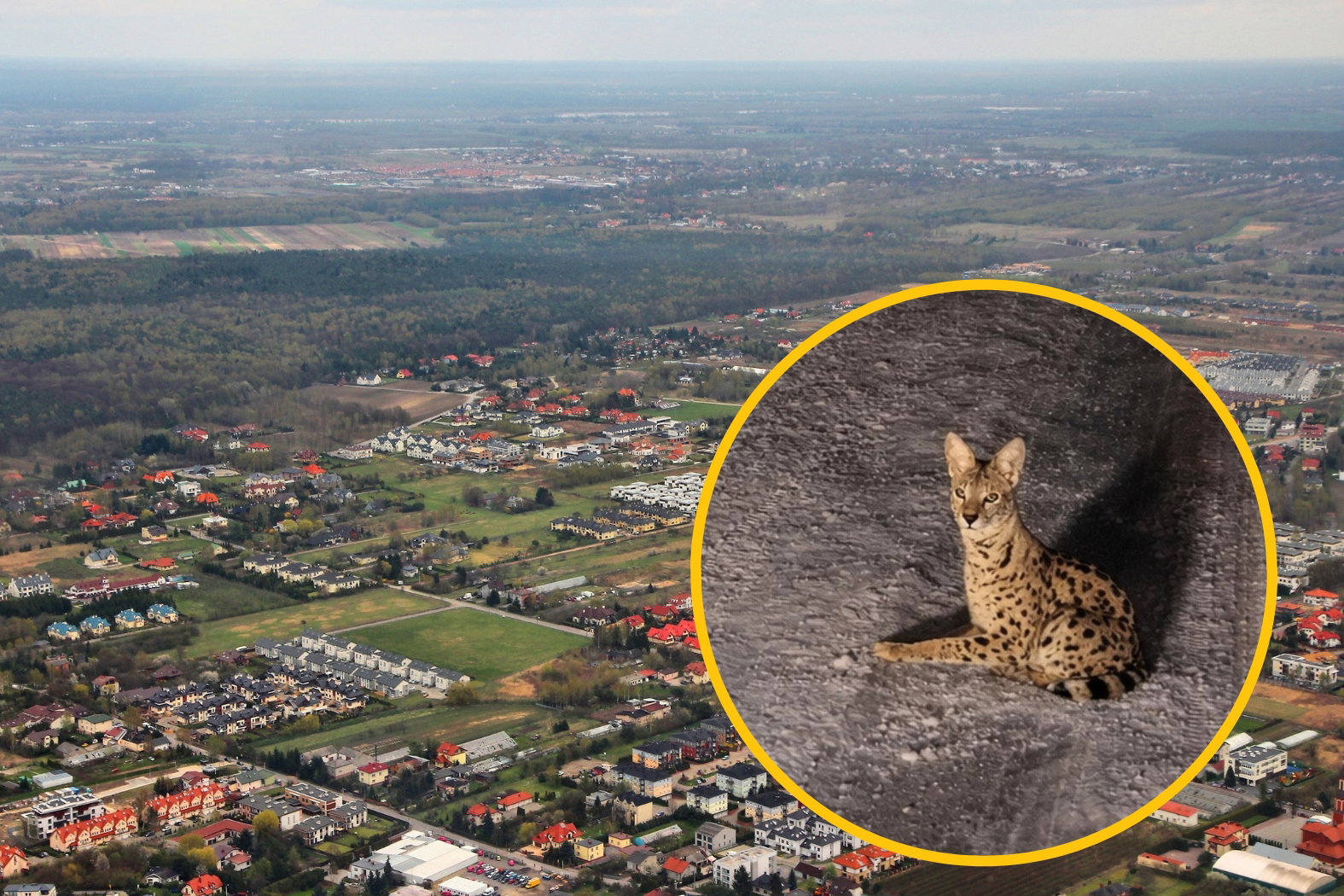 Pod Warszawą pojawił się egzotyczny uciekinier. To serwal lub kot savannah