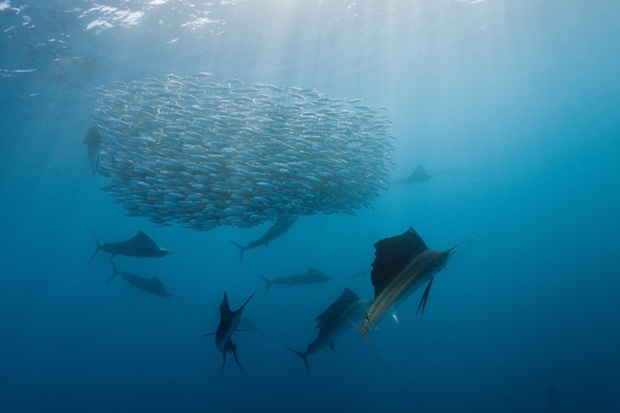 Atlantic Sailfish hunting Sardines, Istiophorus albicans, Isla Mujeres, Yucatan Peninsula, Caribbean Sea, Mexico