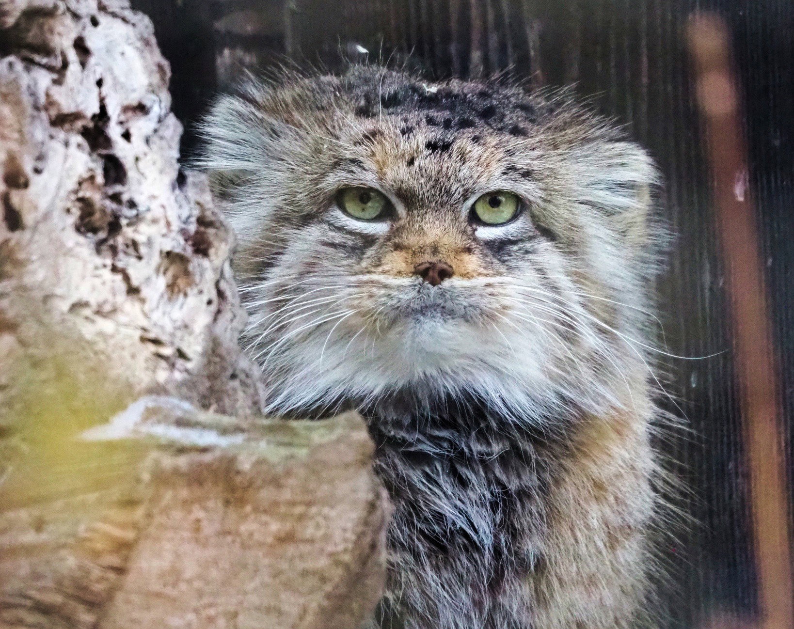 Samica manula stepowego Jessie - zwierzak roku Warszawskiego ZOO