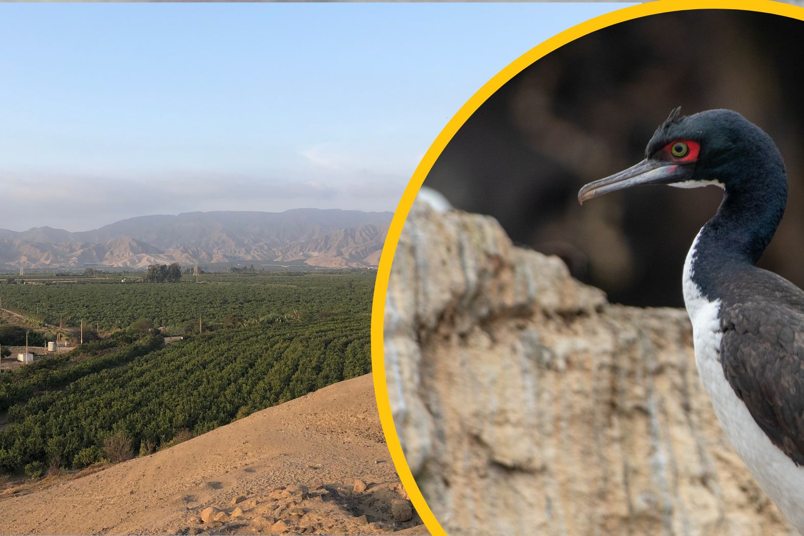 guano-peru