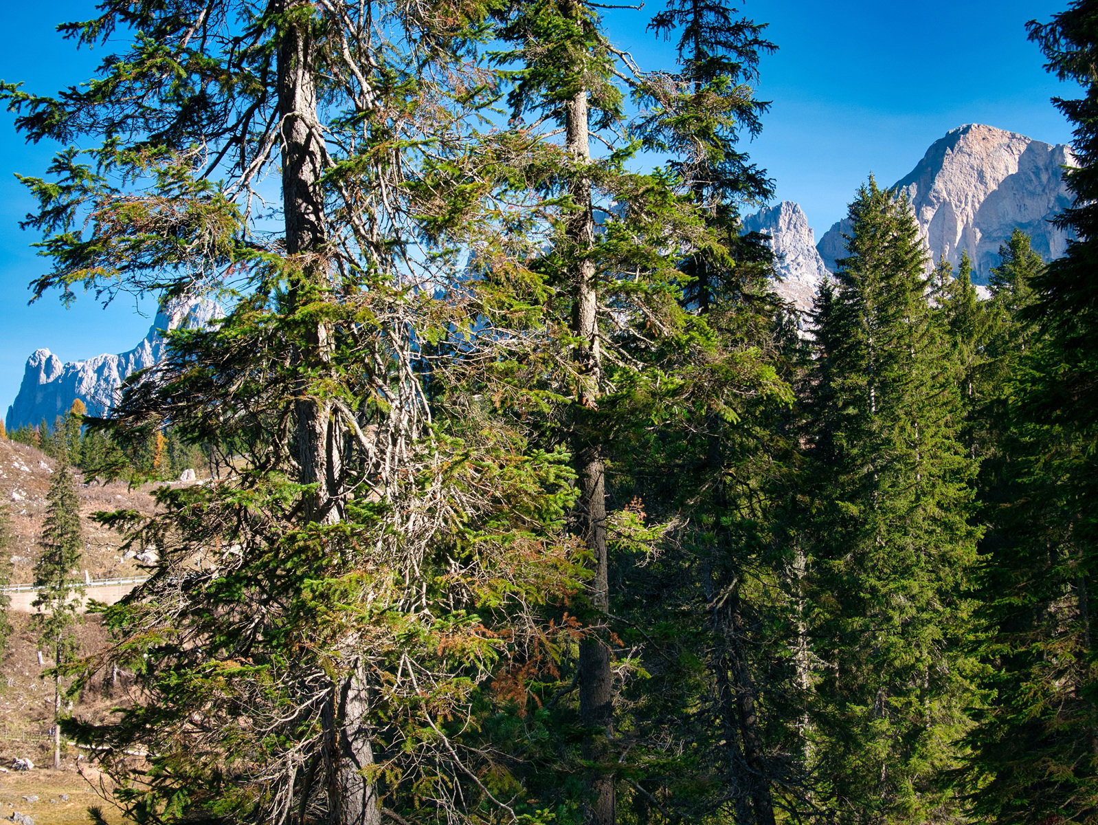 Te drzewa w Dolomitach miały przewidzieć zaćmienie Słońca