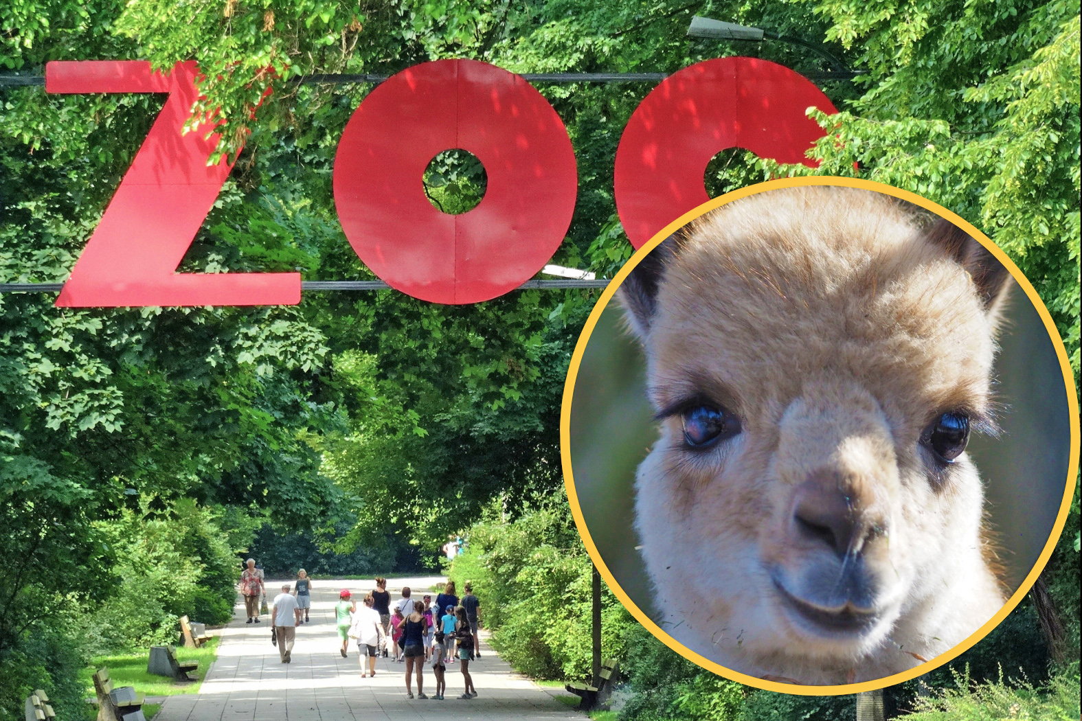 Warszawskie ZOO szuka imienia dla nowego mieszkańca: samczyka wikunii andyjskiej