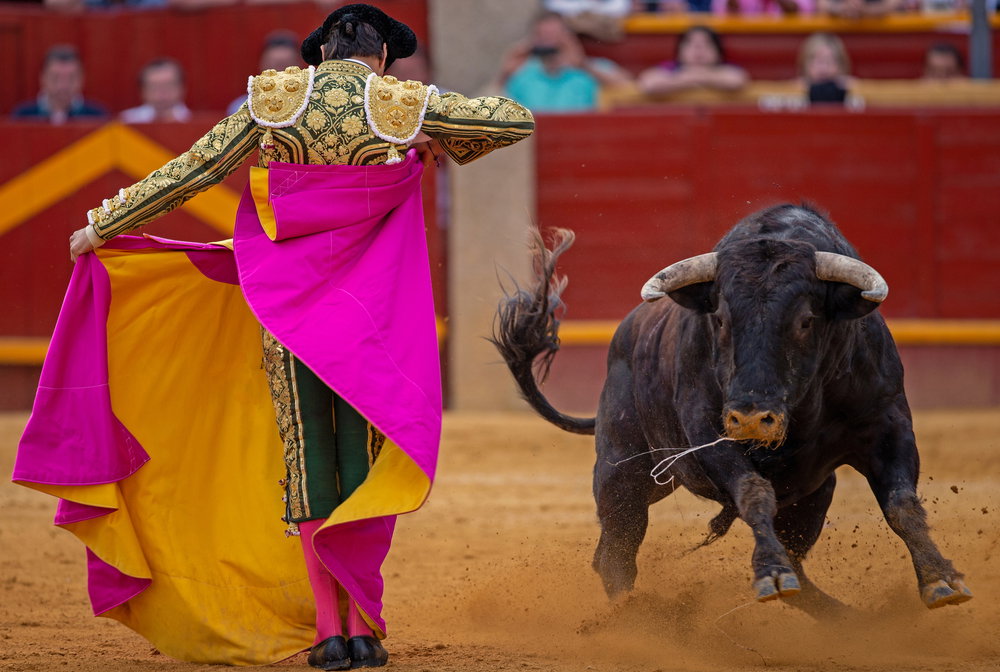 Dangerous,Spanish,Bulls.,A,Breed,For,Bullfights