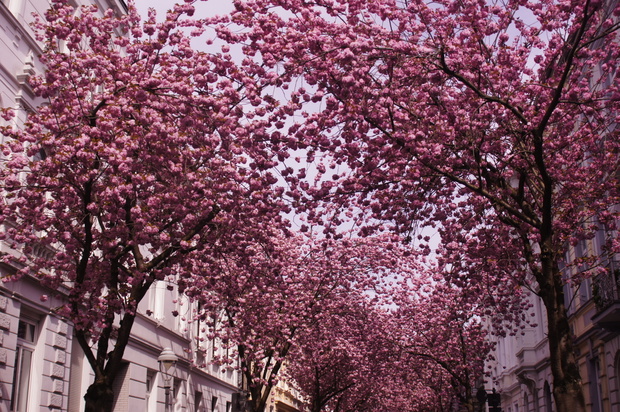 Cherry Blossom in Old Town bonn