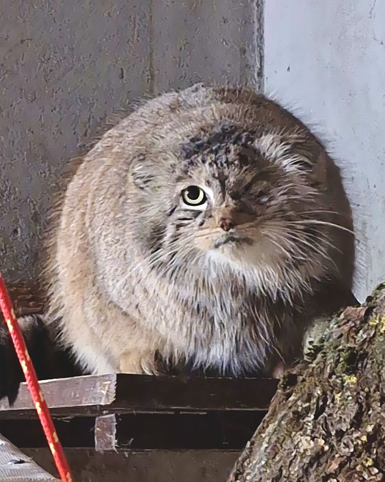 Bożenka odnaleziona. Jednooki manul z poznańskiego ZOO już w domu