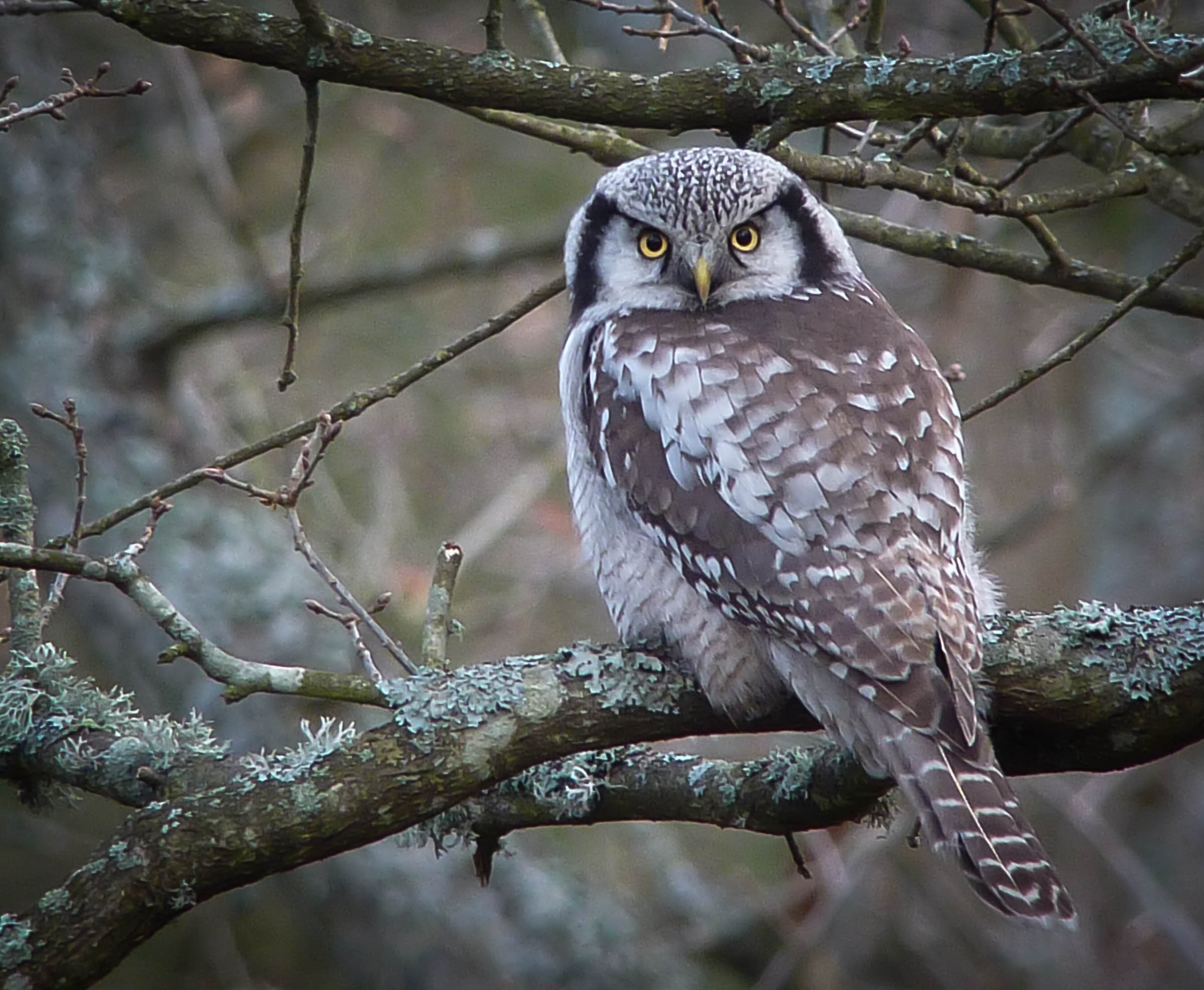 Surnia_ulula_-_Northern_Hawk-Owl,_Hökuggla