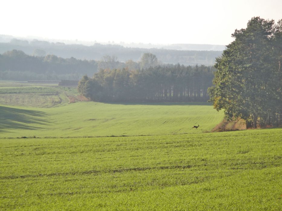 Wielkopolski Park Narodowy zachwyca niesamowitym krajobrazem i wspaniałą przyrodą (fot. Bajarka, Wikimedia Commons, CC-BY-SA-3.0-PL)