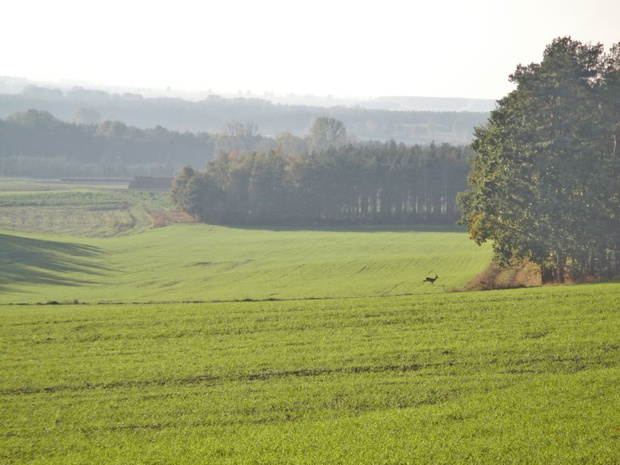 Wielkopolski Park Narodowy zachwyca niesamowitym krajobrazem i wspaniałą przyrodą (fot. Bajarka, Wikimedia Commons, CC-BY-SA-3.0-PL)
