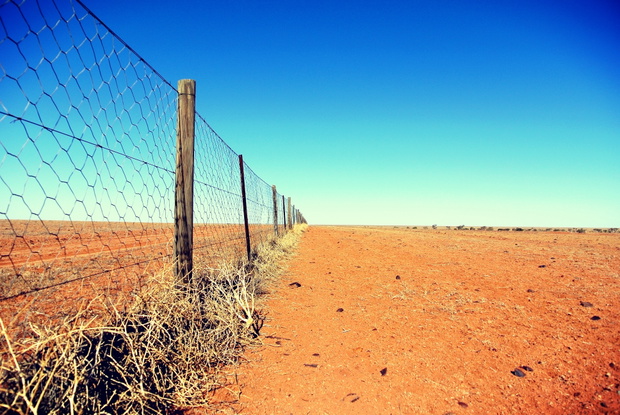 Dingo,Fence,In,The,Australian,Outback