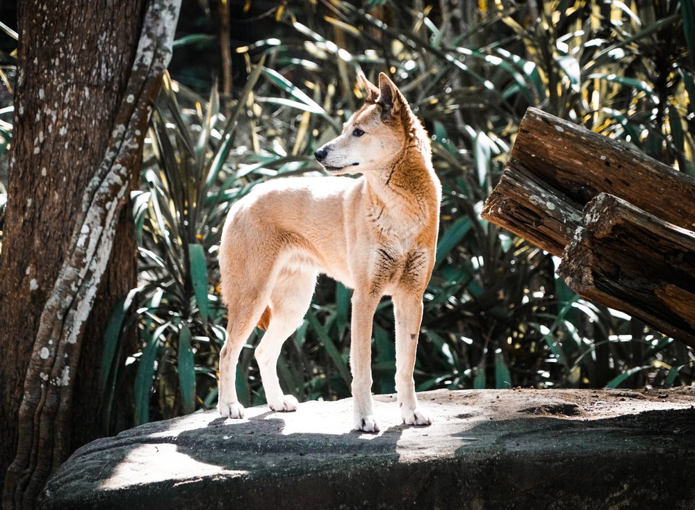 Dingo,Animal,Wild,Nature,Nature,Wildlife