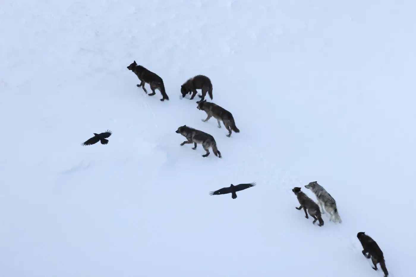 Kruki i wilki w Yellowstone – naukowcy odkryli zaskakującą strategię ptaków