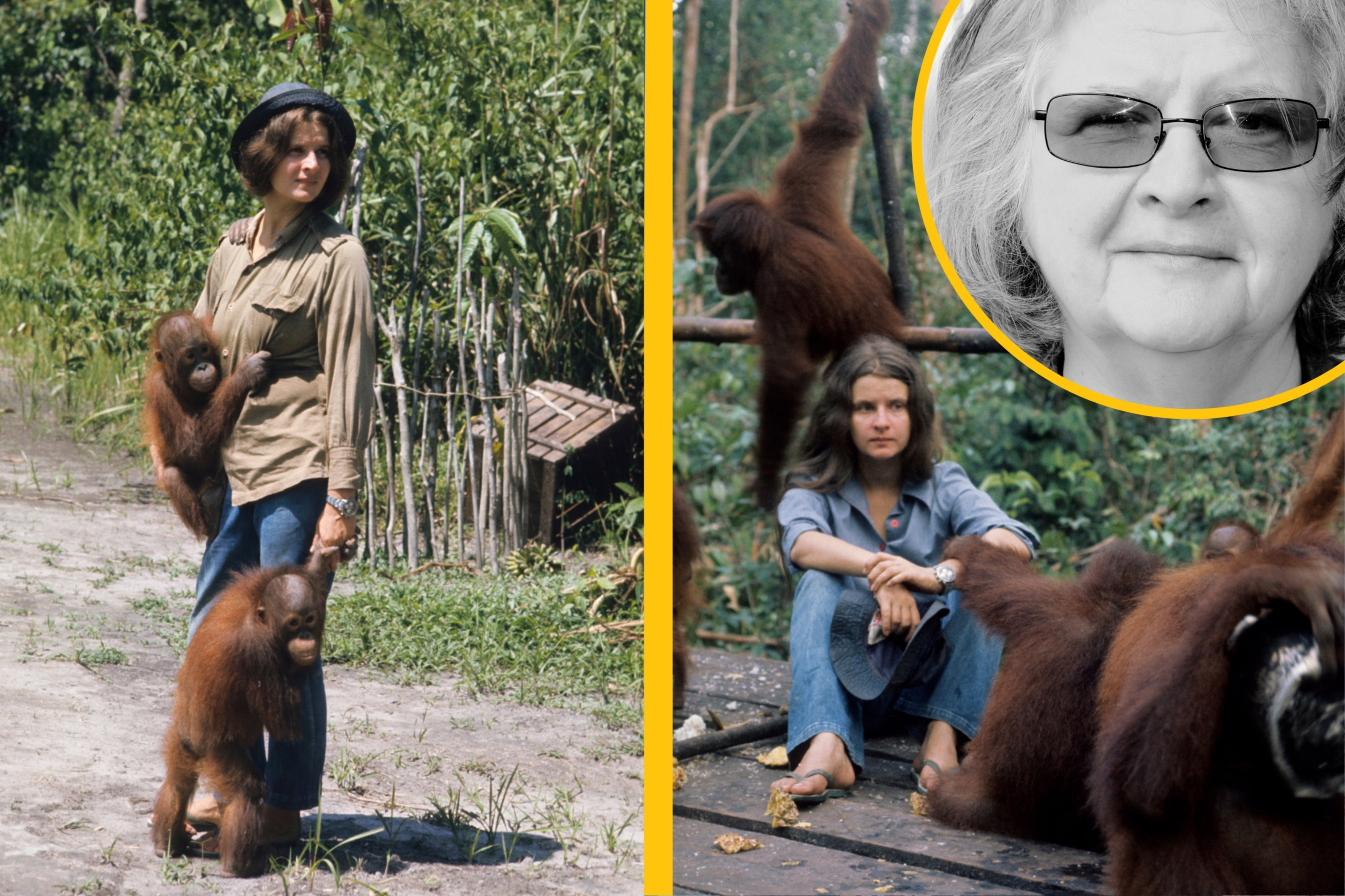Zmarła ostatnia z triady wielkich przyrodniczek. Żegnamy Biruté Galdikas, która zrozumiała orangutany