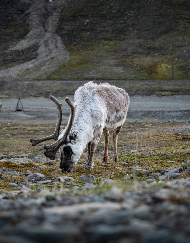 Longyearbyen-3