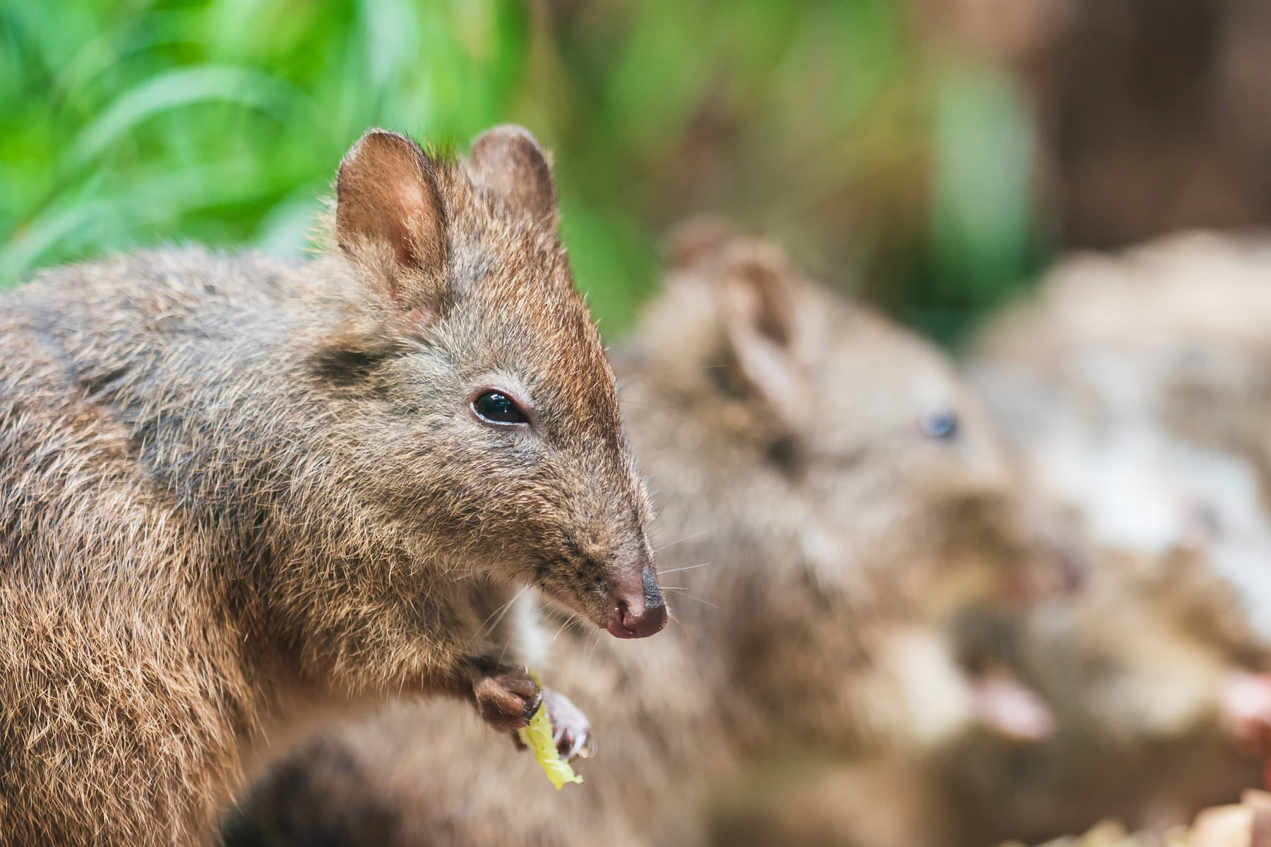 Kanguroszczur, czyli niewielki torbacz, który kształtuje ekosystem australijskich lasów