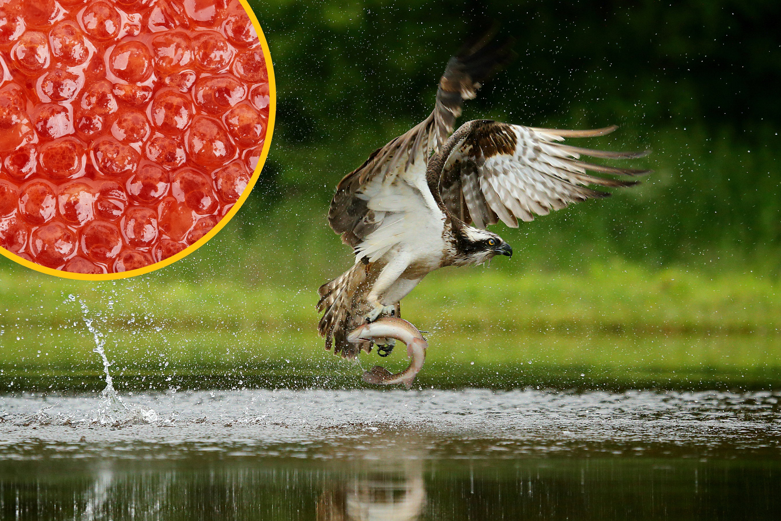 Skąd tak właściwie ryby biorą się w stawach i jeziorach? Przynoszą je... ptaki