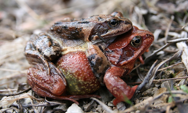 ampleksus