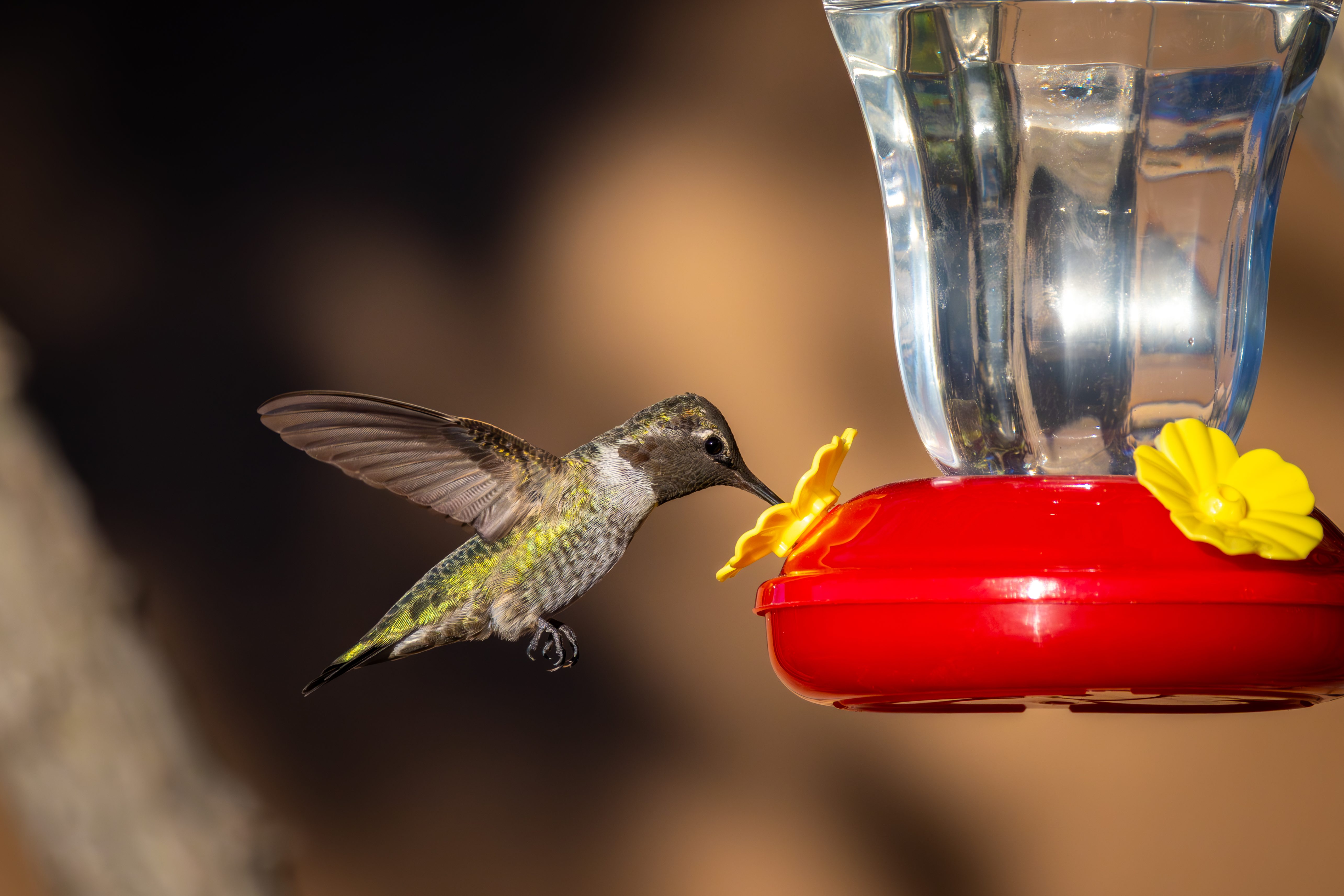Kolibry i pszczoły też spożywają alkohol. Krążą wśród nas pijane zapylacze?