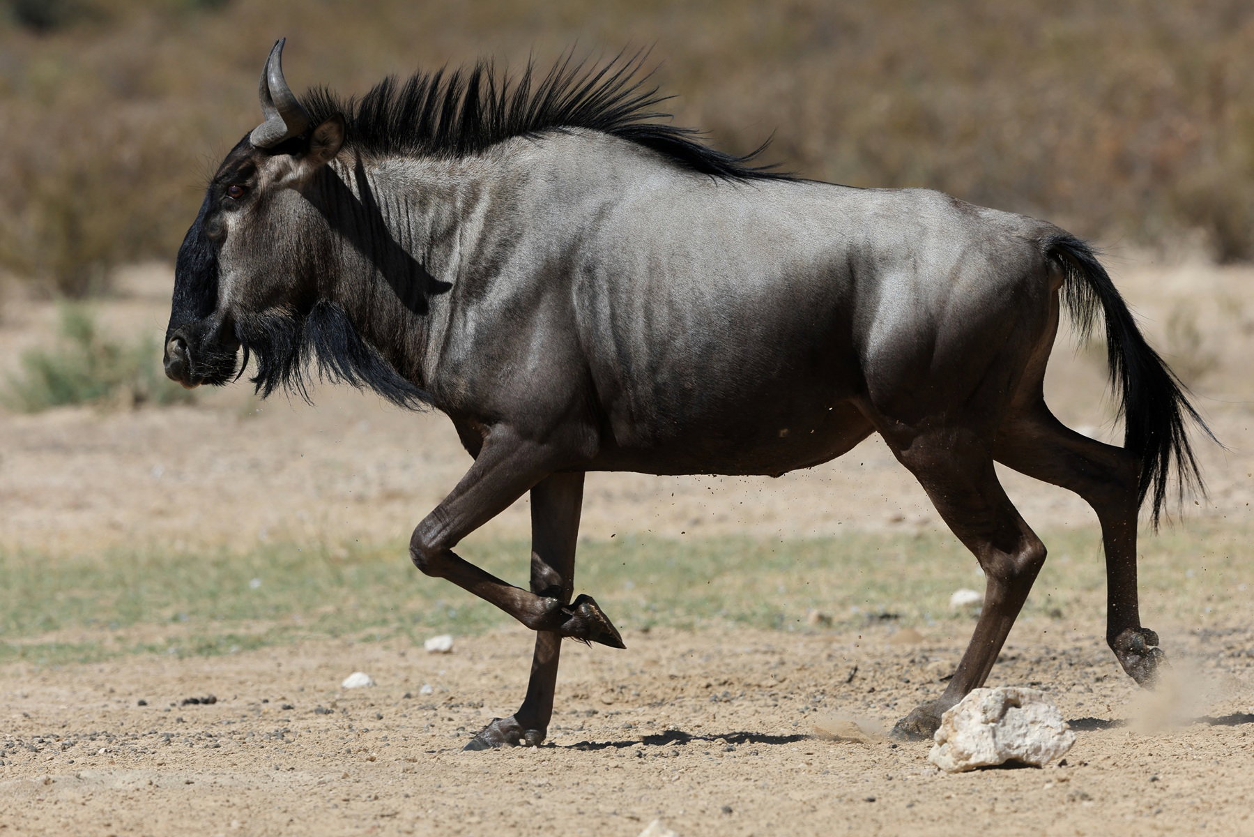 Antylopa gnu – wędrówki, zwyczaje i tajemnice życia w afrykańskiej sawannie