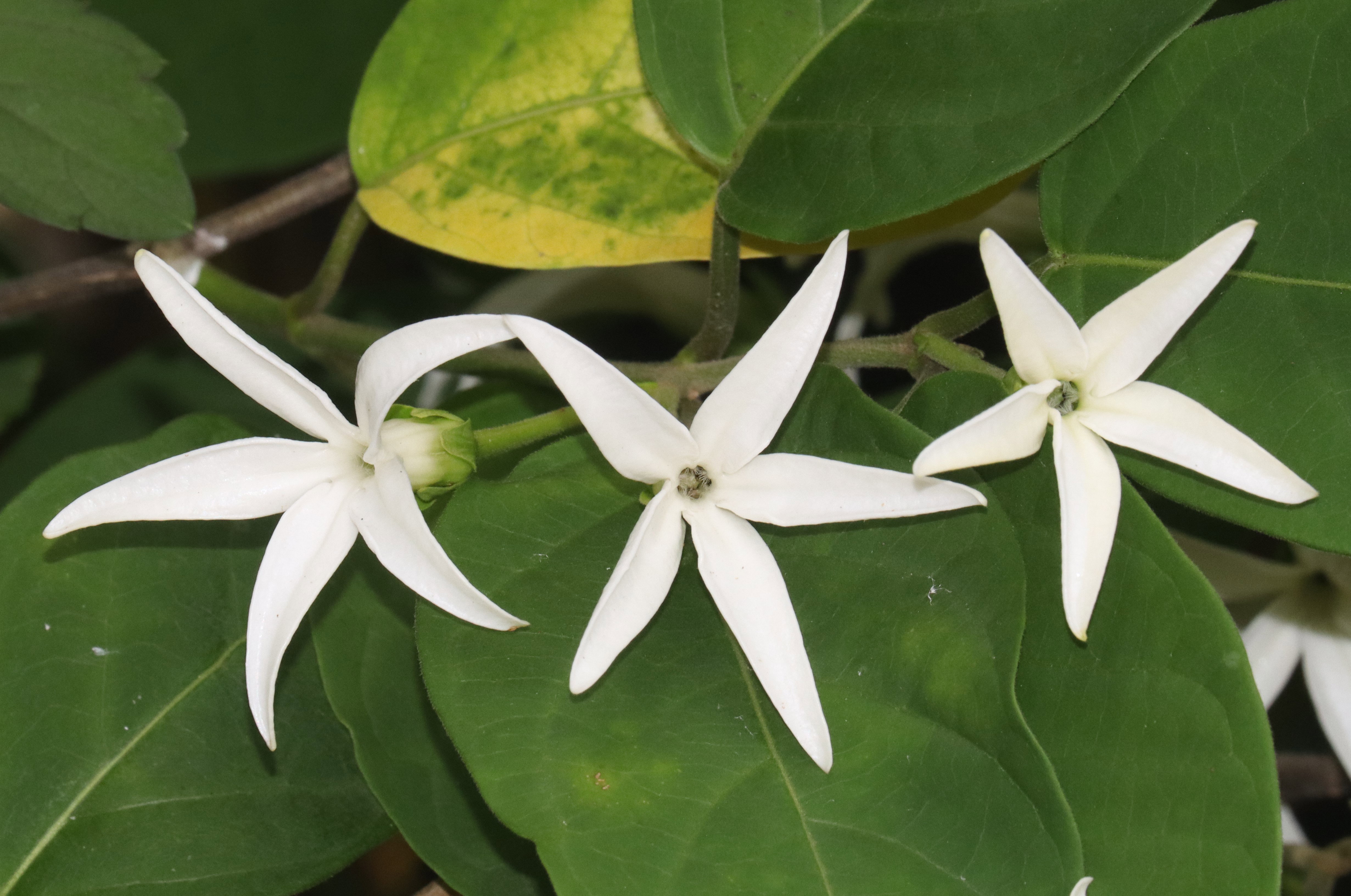 Jasminanthes_mucronata_czarny-nektar
