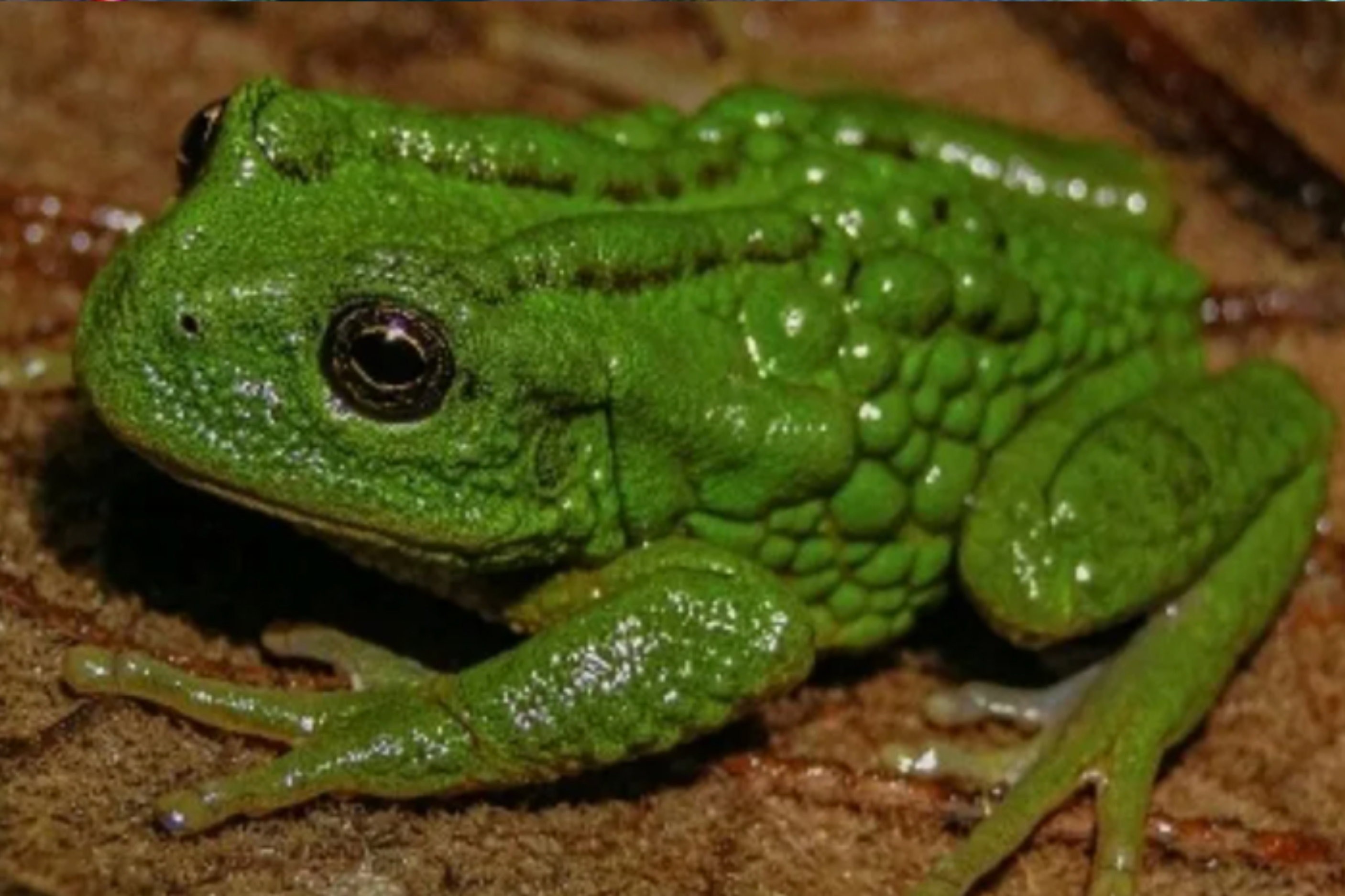 żaba Gastrotheca mittalitti