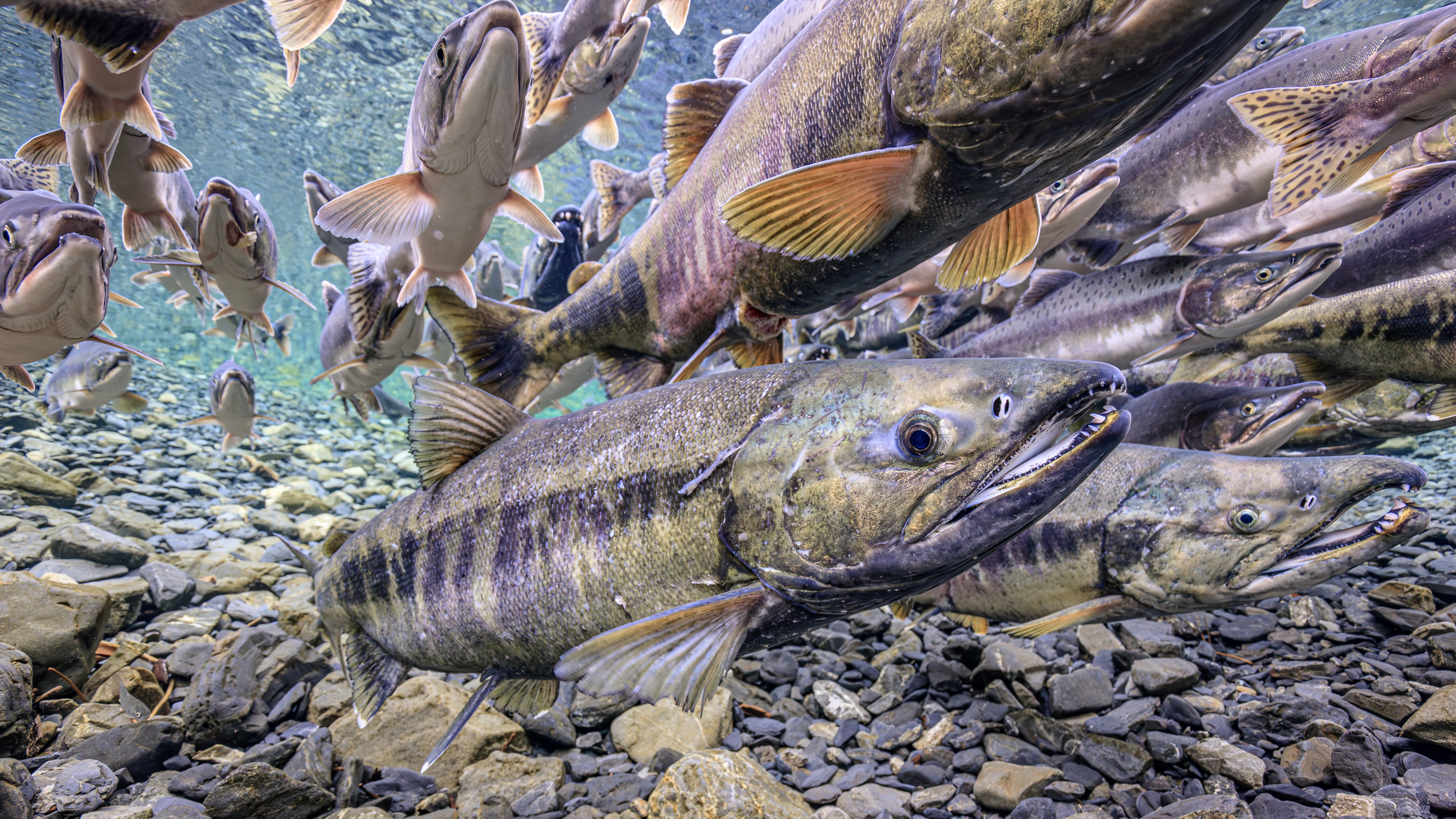 Underwater view of salmon swimming upstream over rocky riverbed with clear water, Chum and Pink salmon spawning migration, Alaska, USA