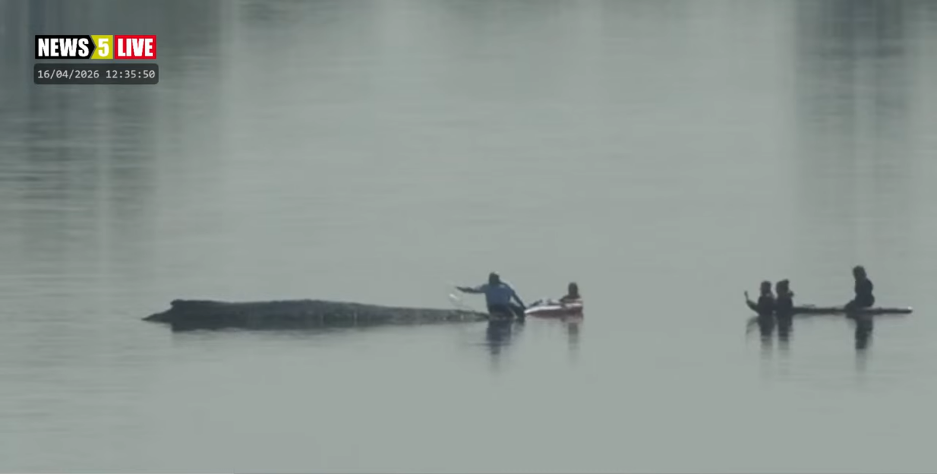 ratowanie-humbaka