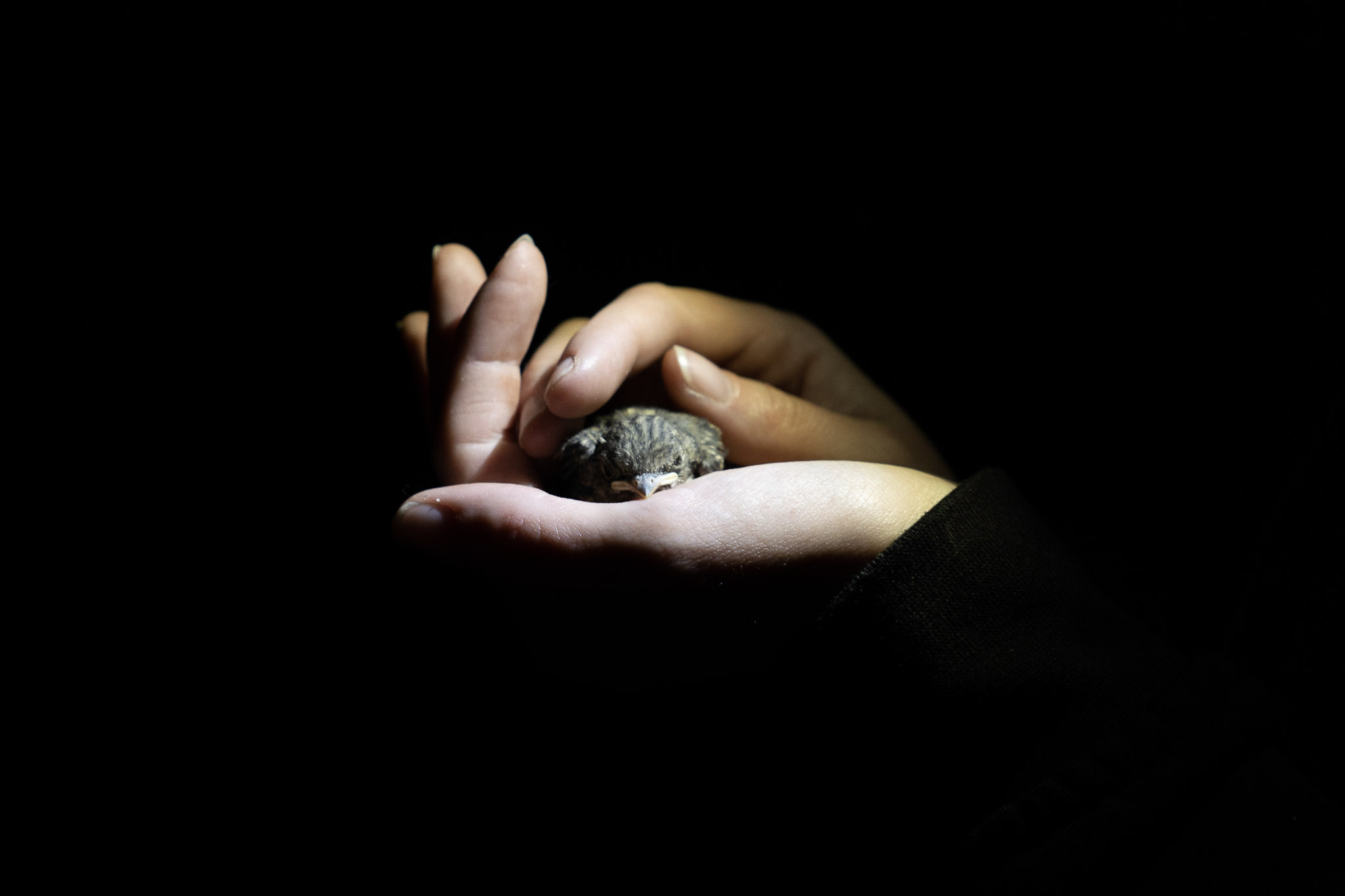 Młoda muchołówka białoszyja podczas nocnego badania terenowego