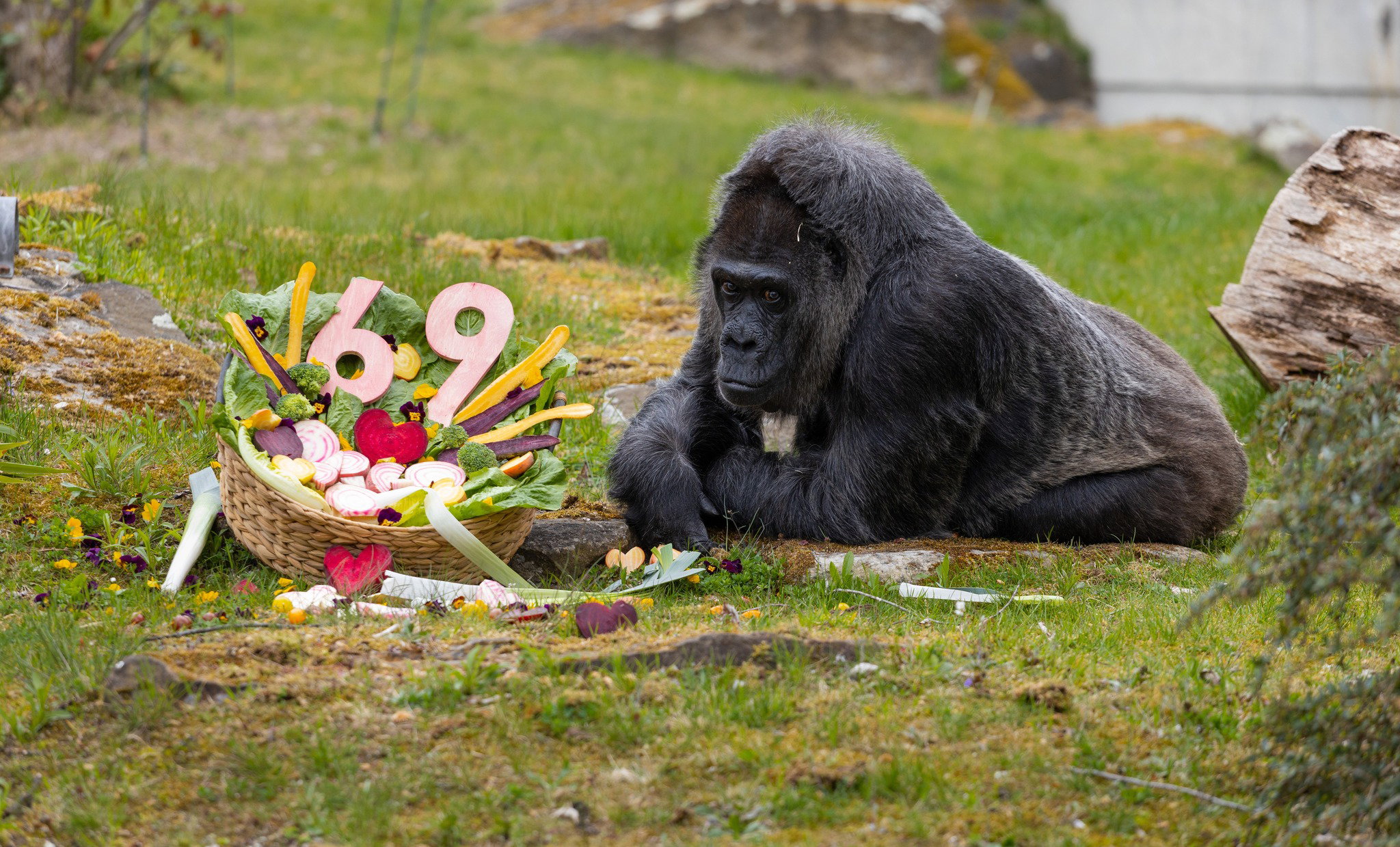 Fatou skończyła 69 lat. To najstarsza gorylica na świecie