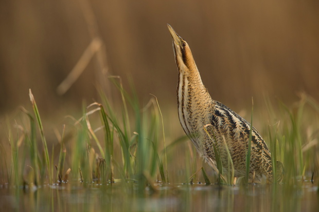 Bittern - Botaurus stellaris