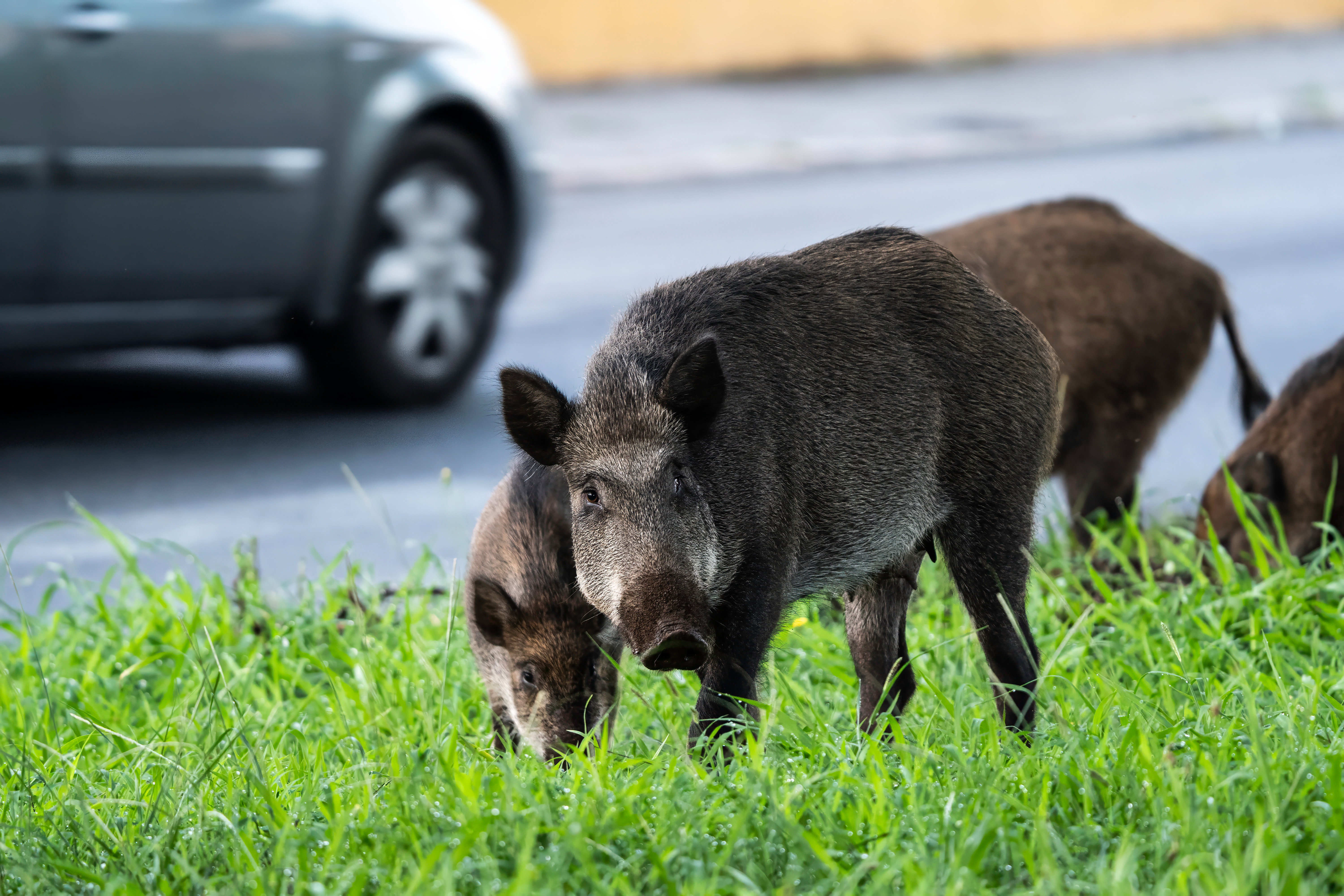 Biolog tłumaczy obecność dzików w mieście. Uczelnia daje przykład, jak z nimi żyć