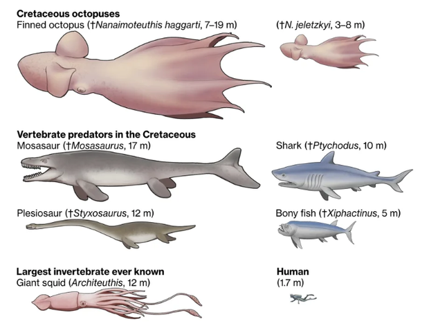 Nanaimoteuthis haggarti  w porównaniu z innymi stworzeniami