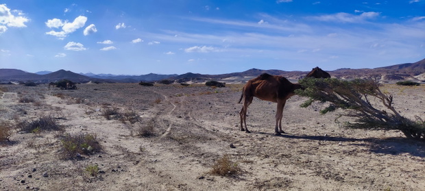 Wadi El Gemal