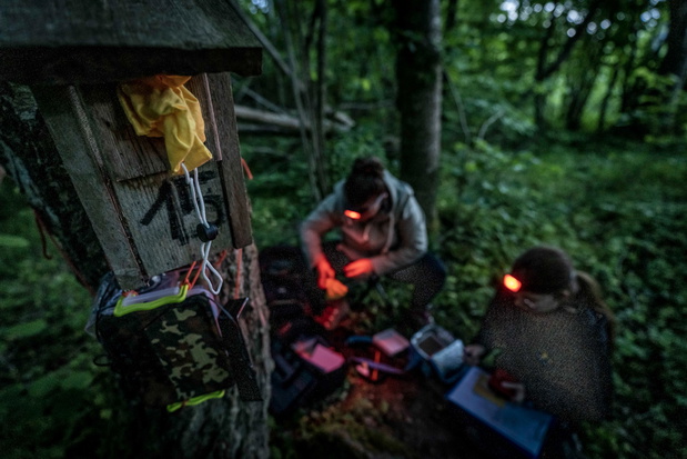 Badania ptaków prowadzone nocą