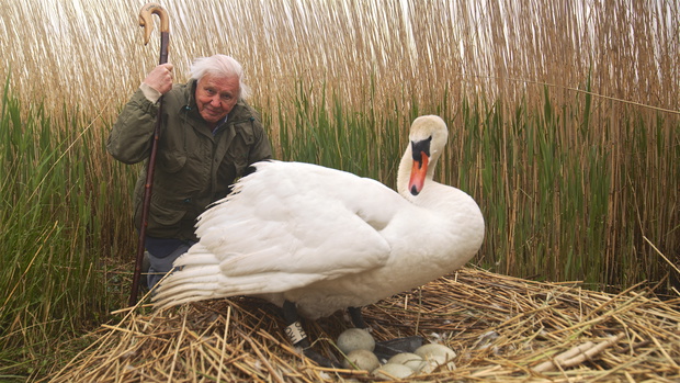 Attenborough