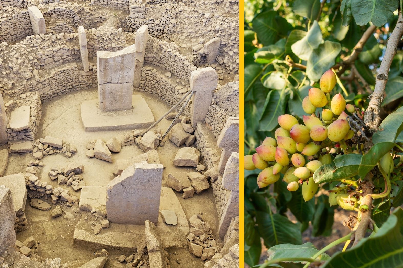 Pistacje w Göbeklitepe