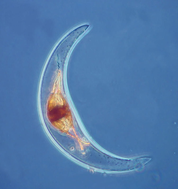Pyrocystis-Lunula