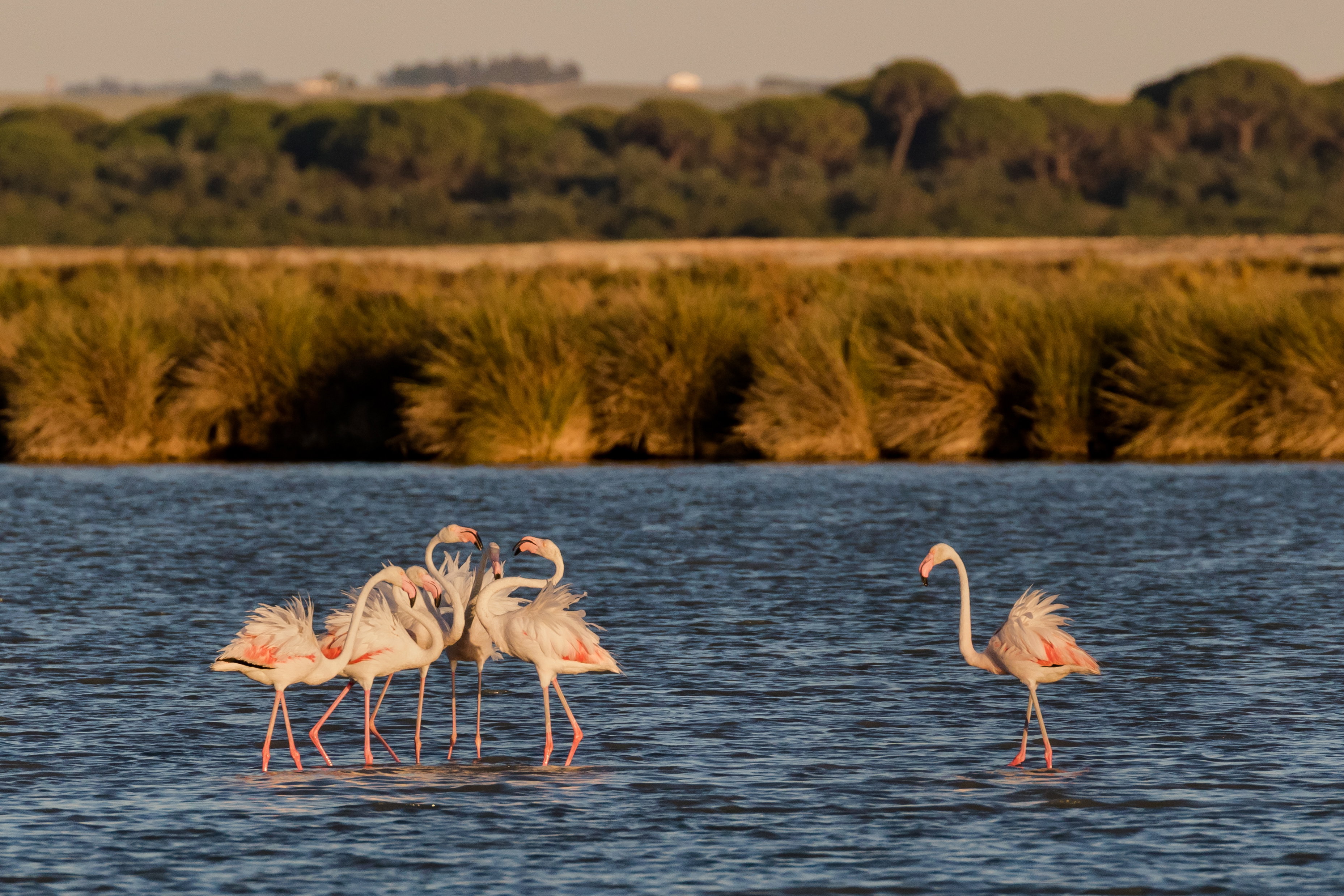 Doñana jest wymarzonym miejscem do obserwacji ptaków