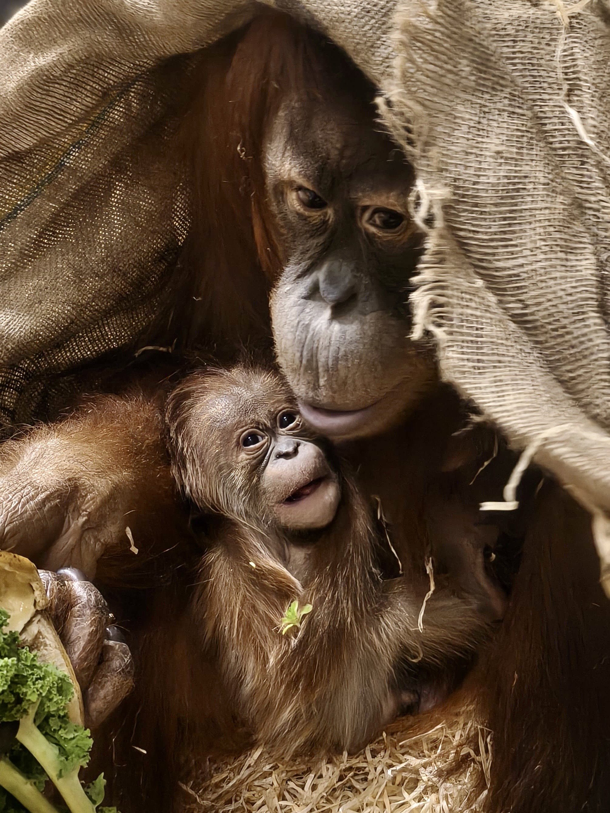 mały orangutan sumatrzański