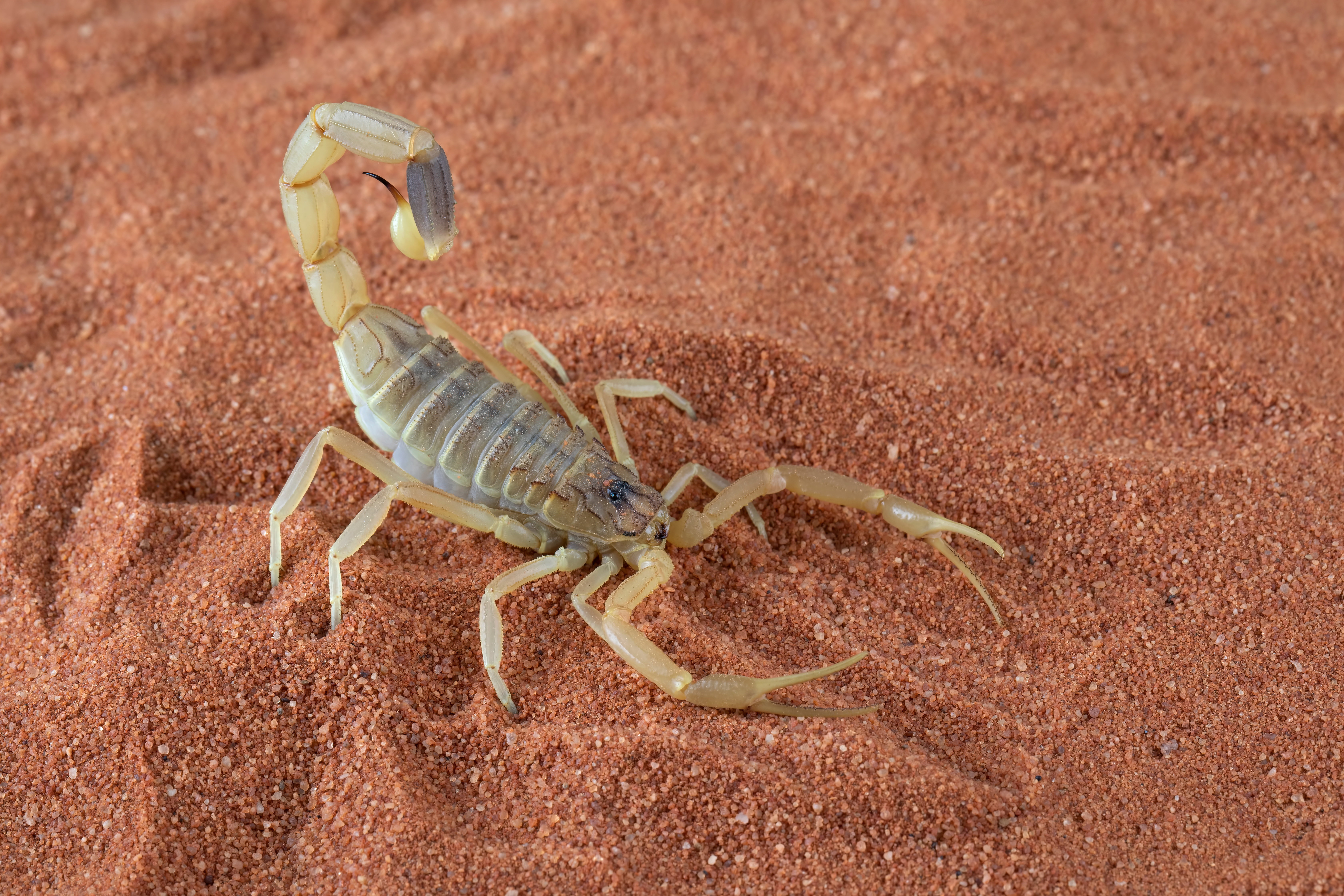 Skorpion żółty pustynny (Leiurus quinquestriatus)
