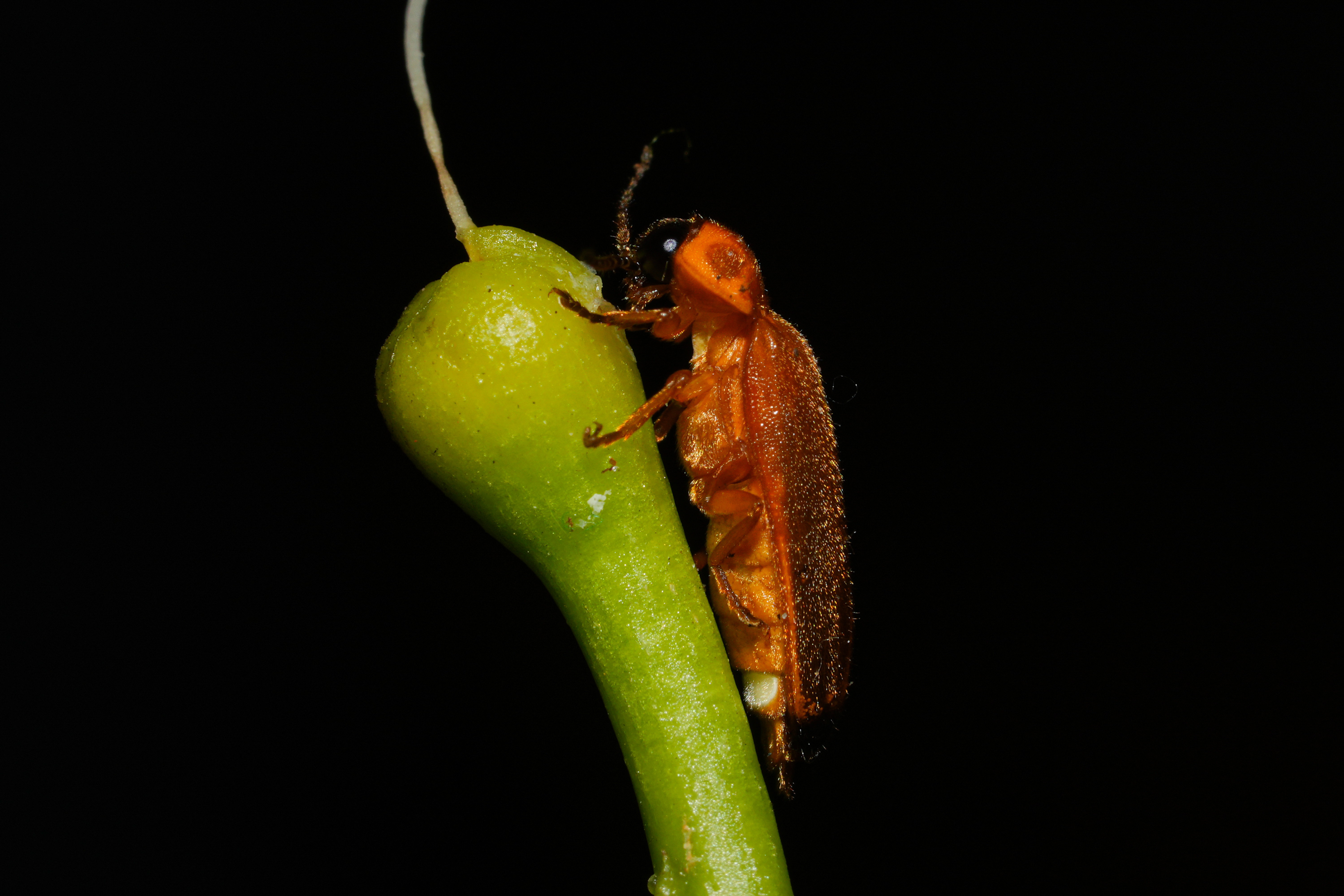 Świetlik