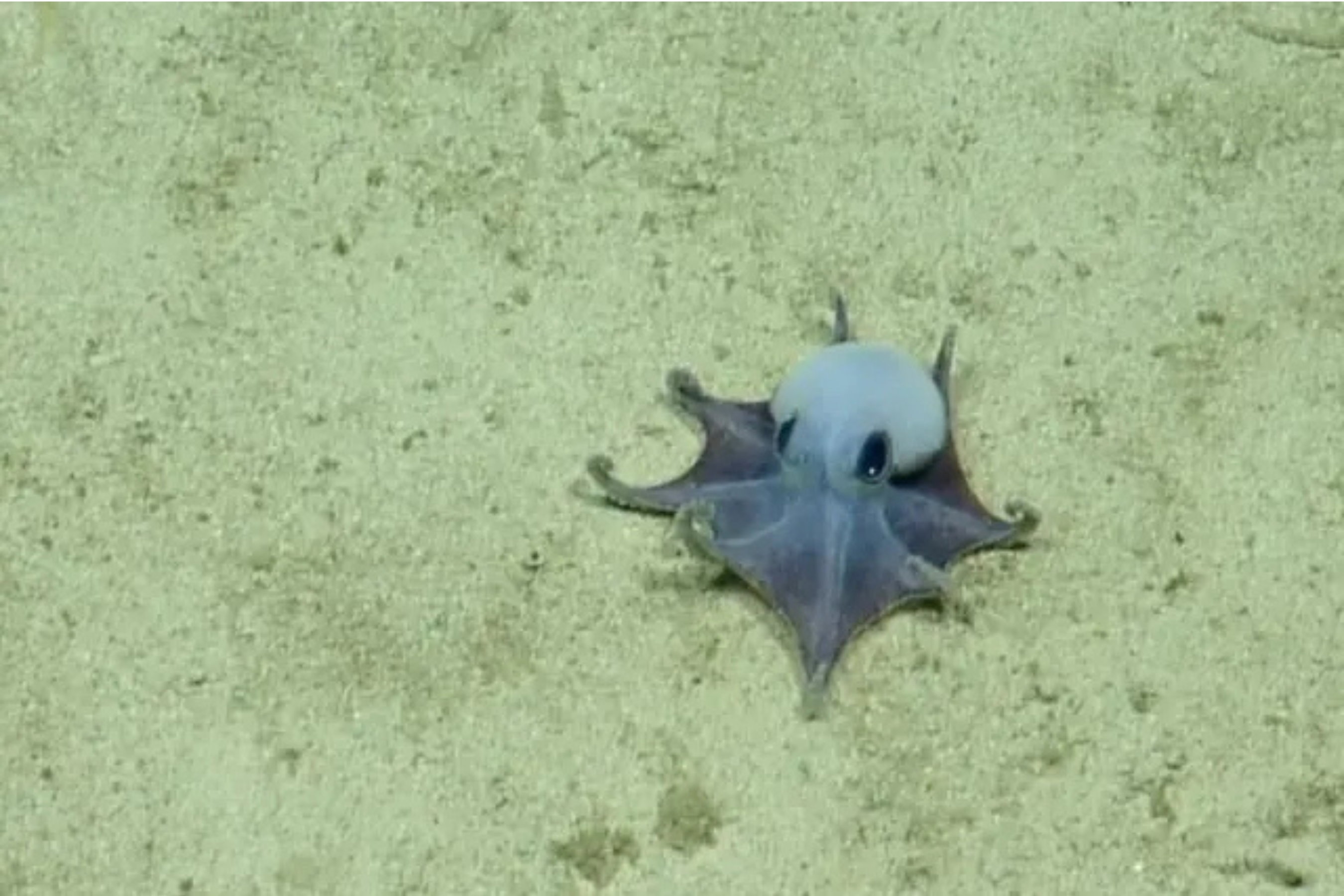 Maleńka, urocza ośmiornica odkryta u wybrzeży Galapagos. "Jest niebieska!"