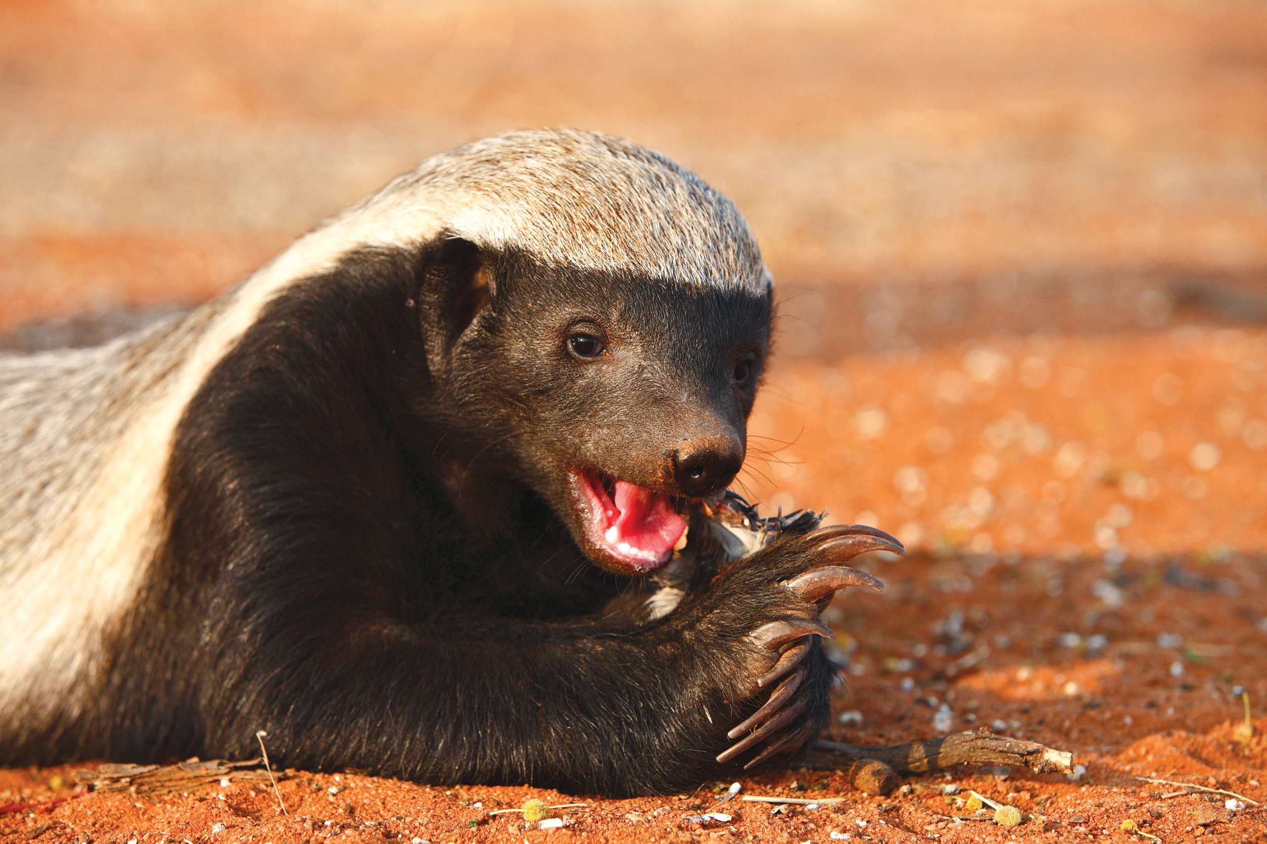 ratel miodożerny