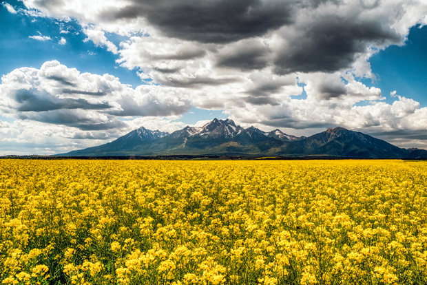 rzepak tatry