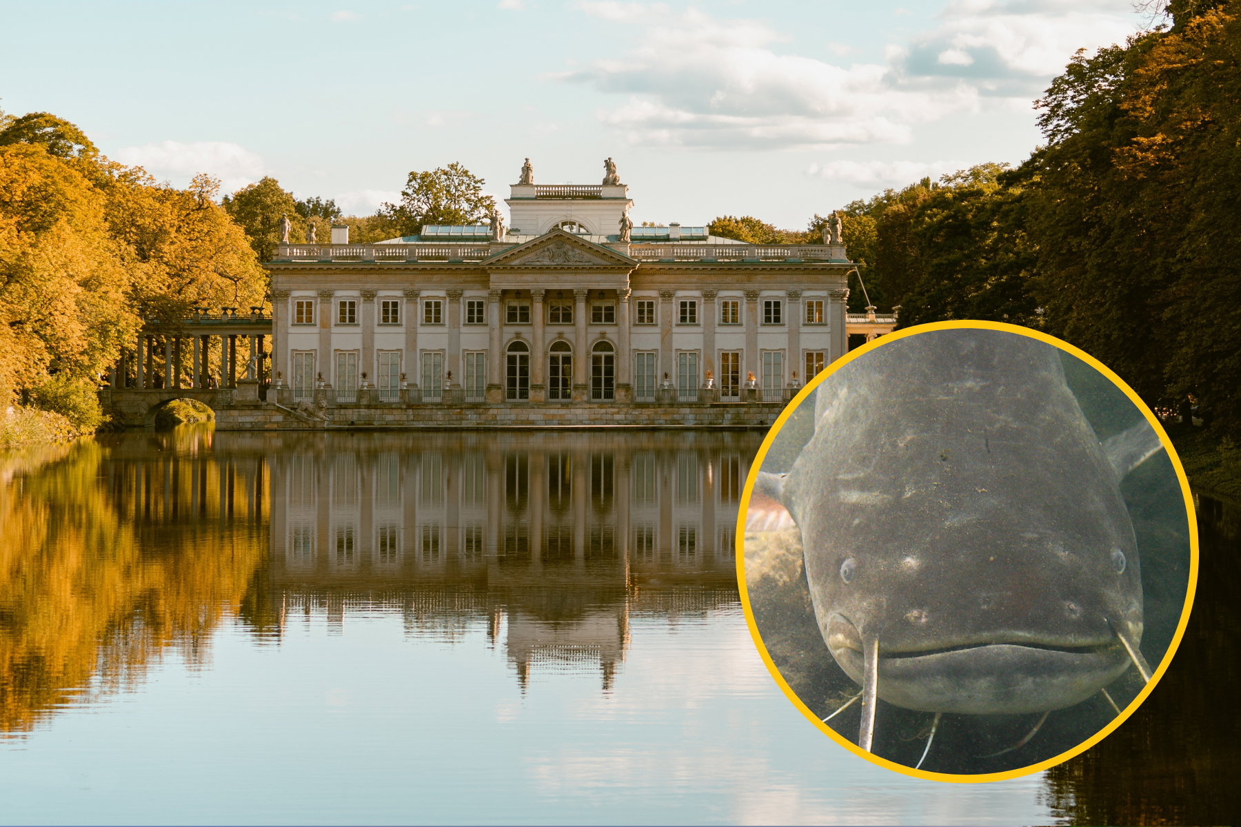 Warszawa: potężny sum poluje na ptaki w stawie na Agrykoli