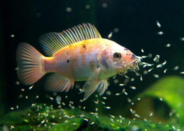 tilapia