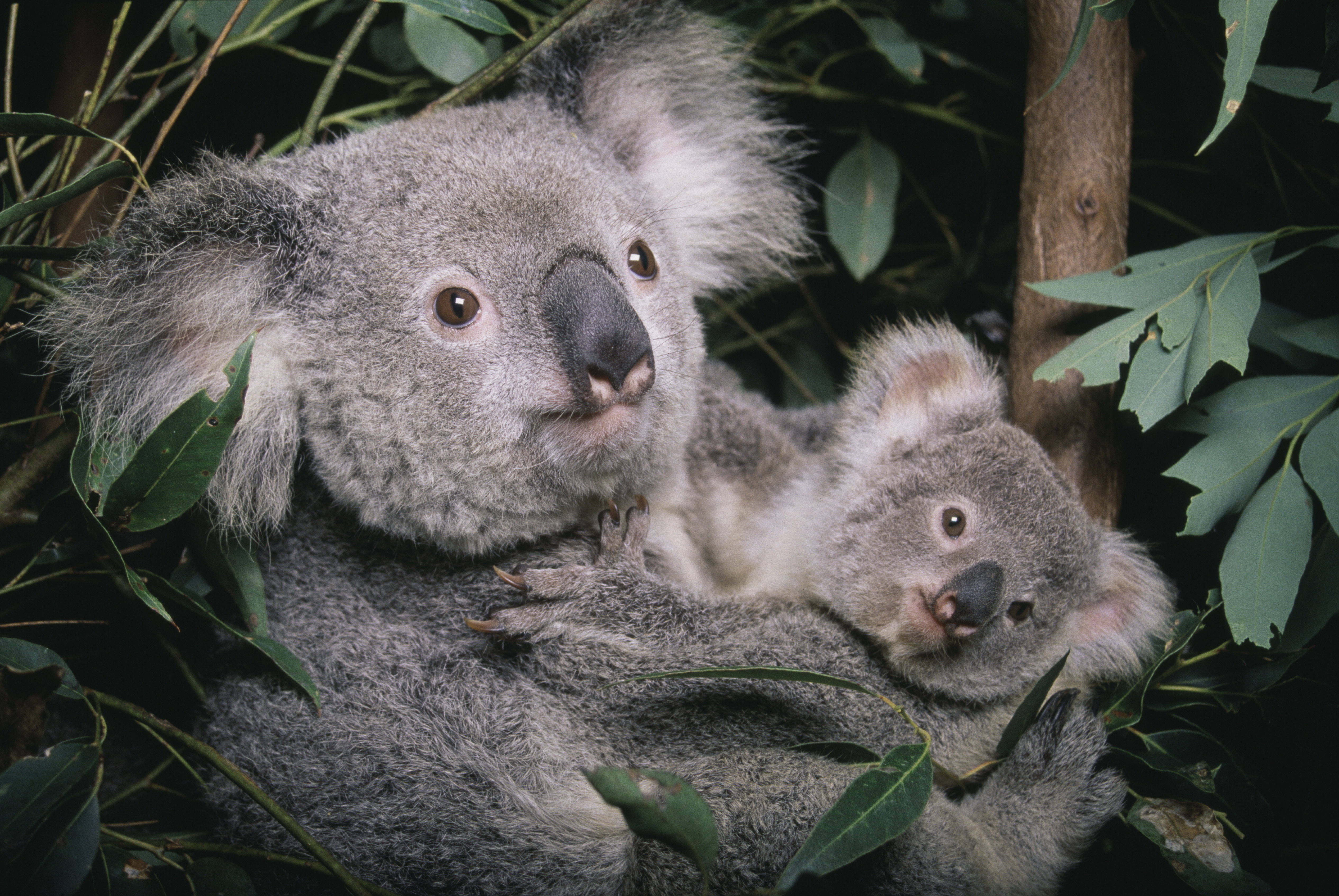 Ciche wymieranie symbolu Australii. Zaledwie 27 stopni staje się dla koali wyrokiem śmierci