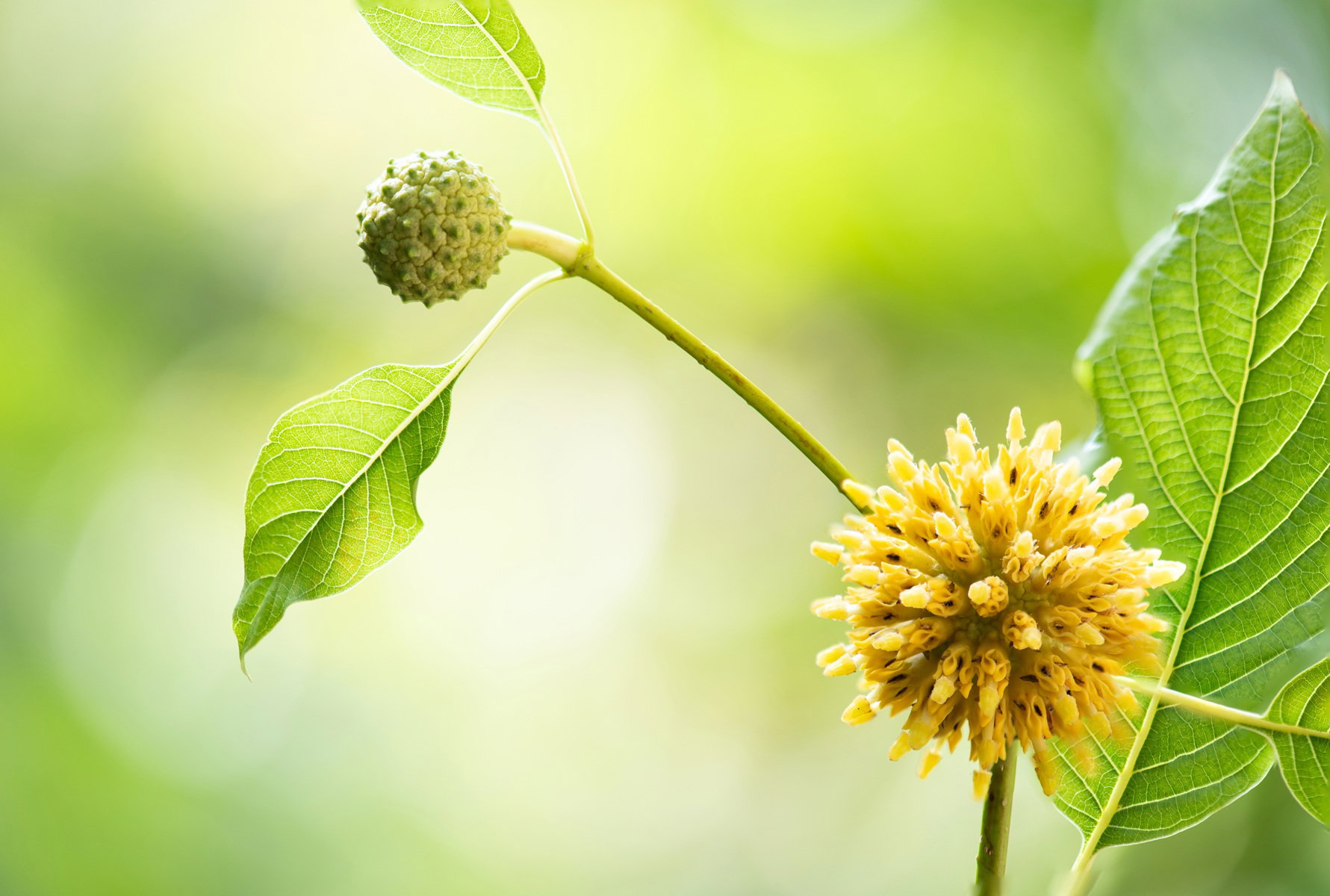 Kratom: naturalny środek o kontrowersyjnym działaniu i realnym ryzyku